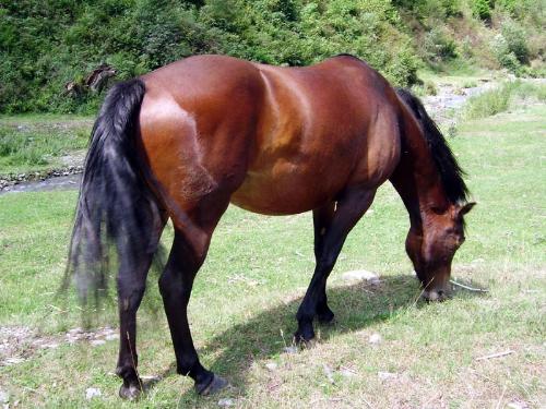 Horse - Horse eating.