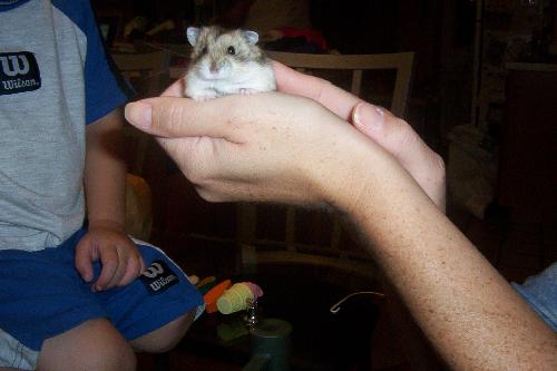 dwarf hamster - A picture of our female dwarf hamster - the kids call her belle, laci, pumpkin - so we're still not sure what they want to name her!