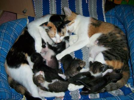 the two 1st time moms - In the photo, The two first mother feeding 7 kittens. Three-Color was on the right, busy licking her own boy and feeding Second's kittens. Second was still weak on her first week.