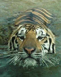 Mike VI  - LSU mascot, Mike VI swimming in his pool.