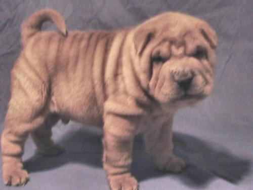 Snugl - Snugl is one of the pups from our last litter. Here he is about 6weeks old. He now lives on the army base at Puckapunyl Victoria.