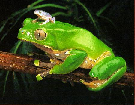 Frogs - Frog parent