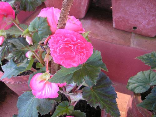 Begonia - It is a bulbous plant. The flowers are very atractive. Its perenniel.