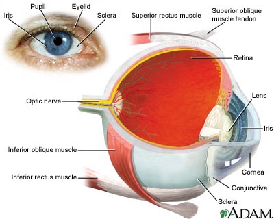 Eye - The Eye and its parts