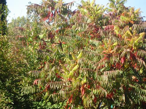 Back Garden In Autumn - A Schumack in the back garden, turning red in early Autumn.