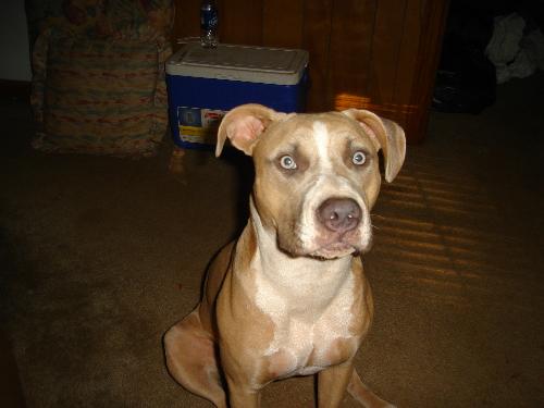 Sweet Pea - My beautiful little pitbull puppy!