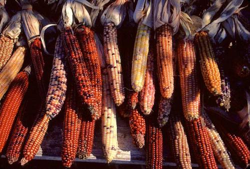 Indian Corn - This is a picture of Indian Corn. Indian corn is often used in Thanksgiving Day decorations.