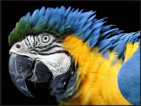 Blue and Gold Macaw (Ara Ararauna) - The Blue and Gold Macaw is striking in its appearance due to its beautiful colouration. Its back and upper tail feathers are brilliant blue while the underside of the tail is olive yellow. The forehead feathers are green. The wing feathers are blue with green tips, and the underwing coverts and chest are yellow-orange. The bare facial area is creamy white with several lines made of small black feathers. The beak is grey-black, and the throat is black. The eyes of an adult bird are yellow and its legs are grey.