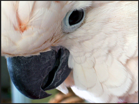 Moluccan Cockatoo - Moluccan (Salmon Crested) Cockatoos are found in the Phillippines, Moluccan and Indonesia Islands. They are one of the largest of the cockatoo species at 20 inches. Moluccans are light pink to salmon coloured with a beautiful large orange crest. The beak and legs are greyish black and the eyes are black in the male and dark brown in the female. Moluccans are extremely social animals and live in small flocks.