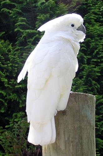 Umbrella Cockatoo - The Umbrella (White) Cockatoo is a medium-sized parrot endemic to the Islands of Indonesia. At first site it appears to be a white bird with brown or black eyes and a dark grey beak. If it is surprised it extends a large striking crest, which is semicircular in shape (similar to an umbrella, hence the name). The underside of the wings and tail have pale yellow or lemon colour, which flash when they fly. The Umbrella Cockatoo can live for up to 80 years (or more) and weighs from 400 to 800 grams.