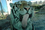 Mike VI and his tongue - Mike's tongue. See how long it is?