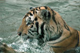 Mike VI - Mike VI, LSU's new bengal tiger mascot splashing in water.