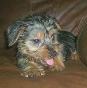 The baby I didn't get! - Kitty the yorkie The baby I didn't get! - Kitty the yorkie