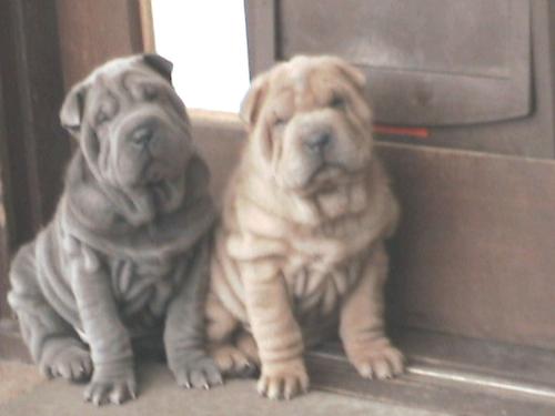 baby Snugl and Music - Tese are two of the pups from our last litter. Music, blue pup now lives in Hastings Victoria and Snugl now lives on the army base at Puckapunyl, Victoria