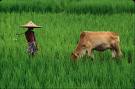 bangladesh pic - a man looking after a cow in bangladesh