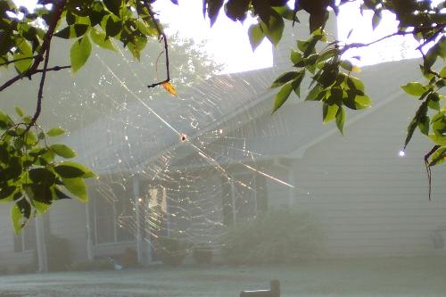 little spider, big web  - the little fella that built a web in my tree.