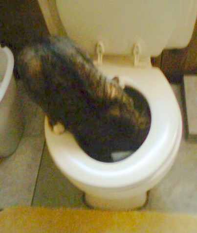 yummy toilet water - Bandit drinking out of the toilet.