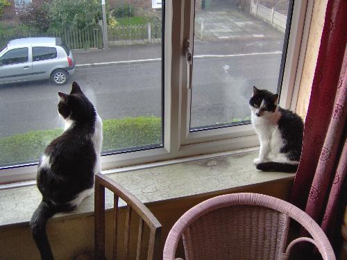 Two of my cats. - This is Felix, on the left. And Poppy on the right.