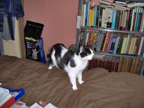 New cat - This is my new cat who I have named Poppy. New cat - This is my new cat who I have named Poppy.