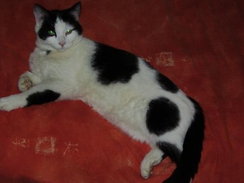 Frodo - Frodo - is he Poppy's longlost English cousin?