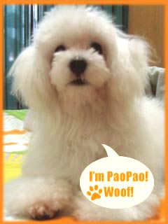 My puppy...isn't he cute? - this is my new puppy called Pao2. he is so cute and attached to me.