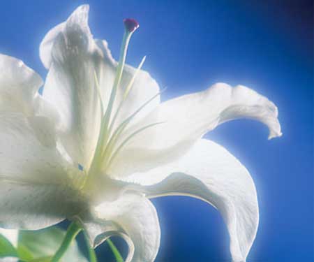 funeral flowers - funeral white flowers