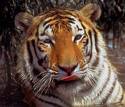 sleeping tigers - tigers that is sleeping