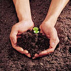 soil,young plant,the human - the young plant sprang forth from the soil,we need to nursing it 