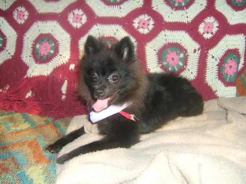 First picture of Buttercup! - My new Pom First picture of Buttercup! - My new Pom