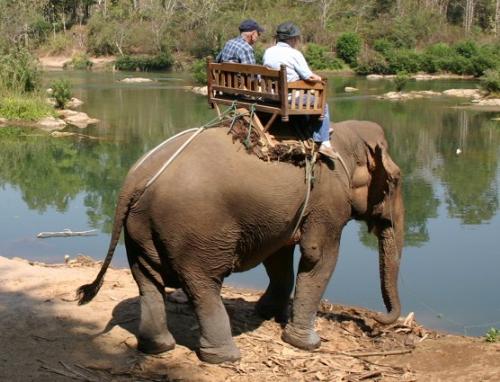 riding an elephant - We rode through the jungle on an elephant in Laos