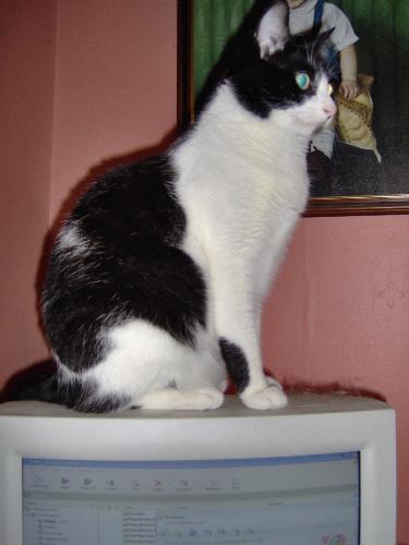 Felix - Sitting on top of my monitor