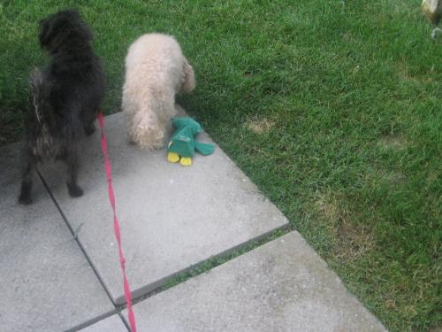 my gorgeous dogs! - I gave away the dark gray terrier, but I still have the fluffy cockapoo :)  This picture was taken in my backyard.