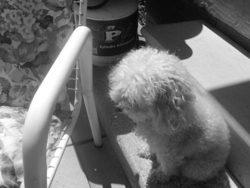 Twinkie, contemplative? - My cockapoo, seemingly contemplating something :)