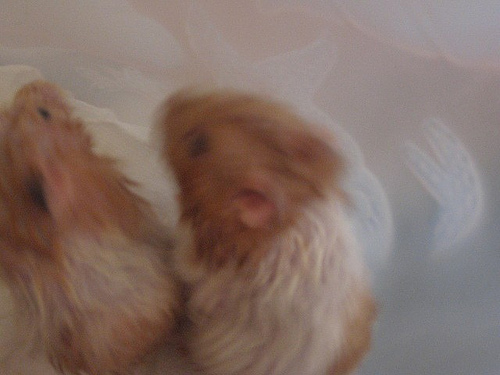 My hamsters :) - Finley and Moonsandwich, two precious animals;   both of them have died already though :(