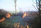 Hurricane Andrew 1987 - Trees uprooted and woods devastated by Hurricane Andrew, 18th October, 2007, England.