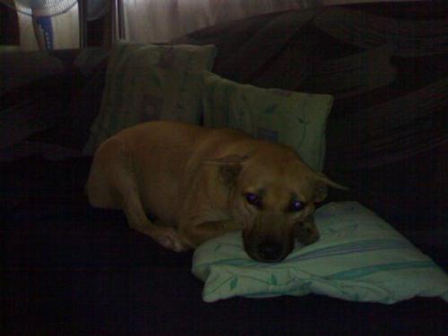 baby dude - a portrait of baby dude lying on the couch