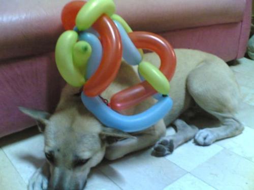 birthday dog - happy birthdat baby dude