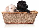 A New Puppy - Black and White Puppies.