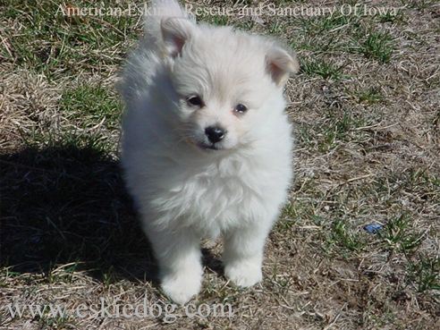 American Eskimo Dog - Dog