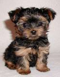 Yorkshire Terriers - yorkie