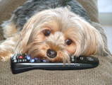Yorkshire Terriers - remote controller