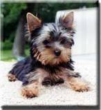 Yorkshire Terriers - yorkie