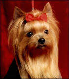 Yorkshire Terriers - yorkie