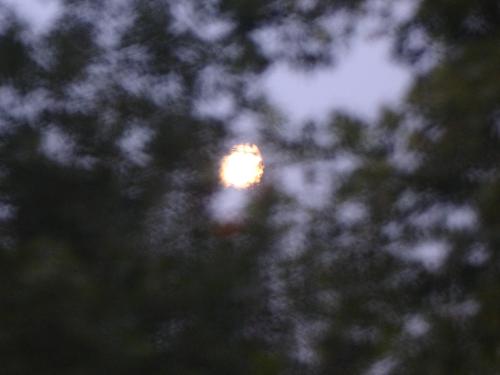 Moon Through Birch Leaves - Almost full Moon taken through the leaves of next door's Birch Tree.