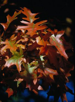 Oak Leaves In Fall--Leaves The Way They&#039;re suppose - image of fall leaves