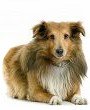 sheltie - sheltland sheepdog