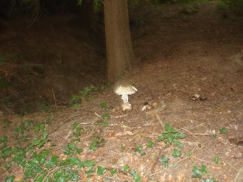 Toadstool - A toadstool in the woods in Bolney.