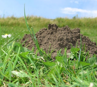 icon - 'more than a molehill' By xerones on flikr. Used by CC license