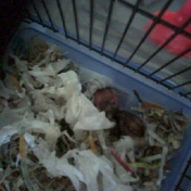 Babies Hamster - Photo of baby hamster, got four of them but I just manage to take the picture of two. They are 1 week old.