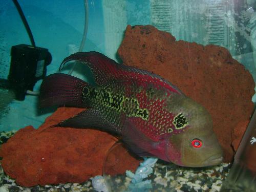 flowerhorn - my pet